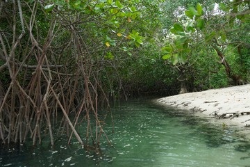 Mangroves groove, Mogo Mogo island, Panama.