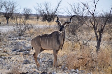 Kudu