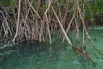 Mangroves roots up close, Mogo Mogo island, Panama.