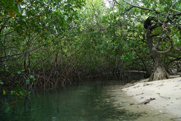 Mangroves forest and river on Mogo Mogo island, Panama