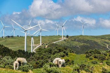 Sheep Looking At Wind Turbines, New Zealand