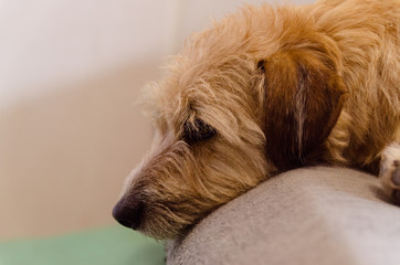 Naklejka na ściany i meble Jack Russell terrier leży na kanapie