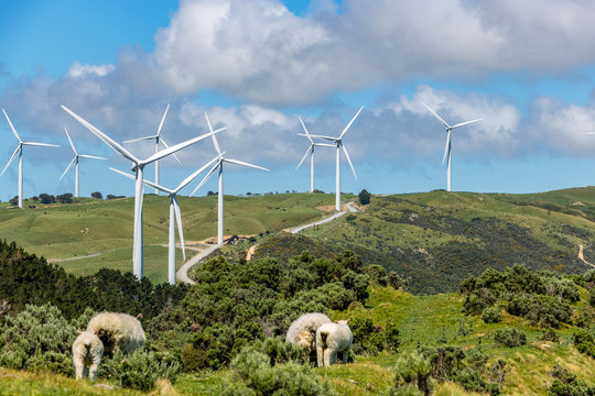 Sheep Looking At Wind Turbines, New Zealand