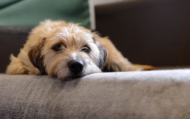 Jack Russell terrier leży na kanapie