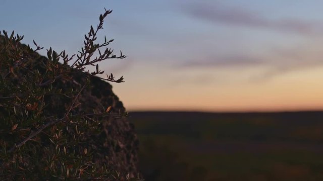 Delicate macro plant and rock at sunset in desert on slopes of steens mountain background bokeh aspen fall autumn colors