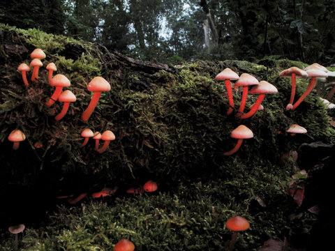 mushrooms