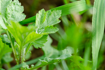 Zdjęcie makro roślin pospolitych na łące.