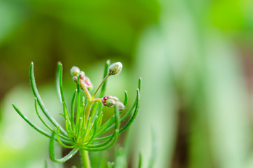 Zdjęcie makro roślin pospolitych na łące.
