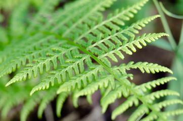 Zdjęcie makro roślin pospolitych na łące. © Rajtar photography