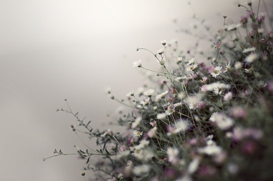 Small pink and white flower shrub in a grey mist