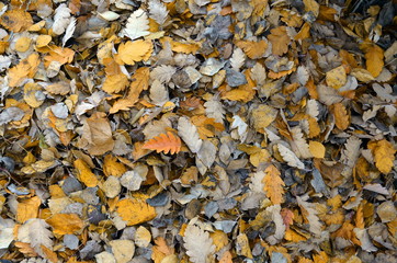 yellow and red fallen leaves on the ground, texture, background