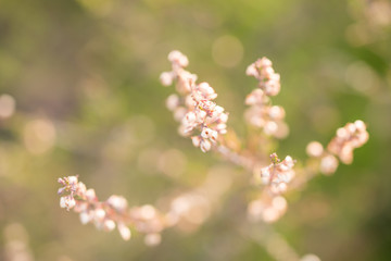 Heide Kraut im Detail