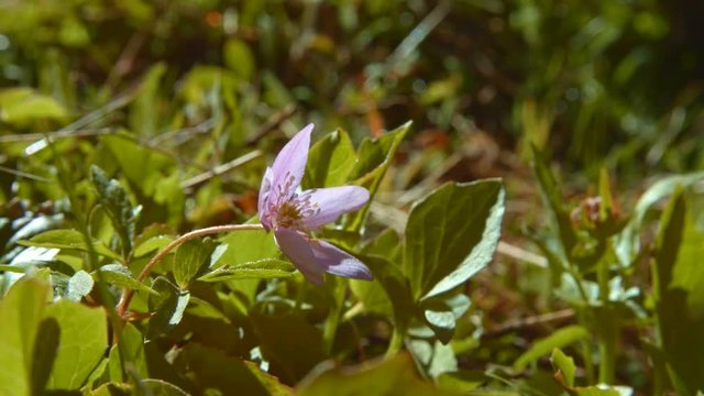 Delicate Small purple meadow wildflower Anemone oregana blue windflower Oregon anemone western wood anemone