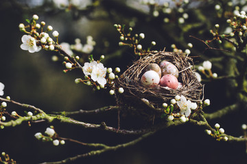Eggs in a nest in a blossom tree