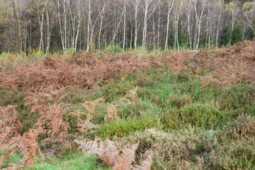 Heide Landschaft mit Birken Hain
