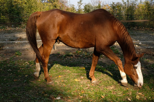Cavallo al prato