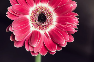 Macro of pink gerbera daisy flower