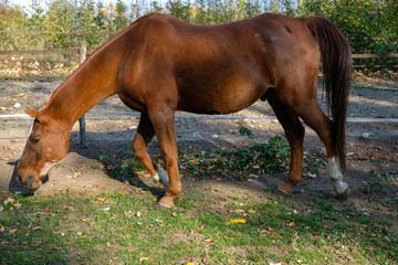 Obraz premium Cavallo al prato