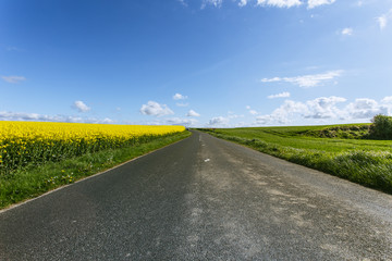 Naklejka premium Empty country asphalt road passing through green and flowering agricultural fields. Countryside landscape on a sunny spring day in Normandy, France