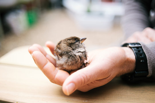 A man holding a bird in his hand
