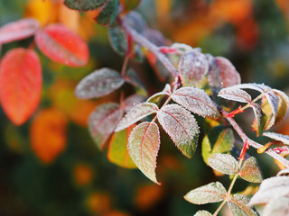 Frozen icy leaf at the ground