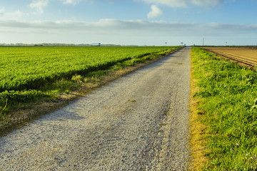 Empty asphalt country road passing through green and flowering agricultural fields. Countryside landscape on a sunny spring day in France. Environment friendly farming, industrial agriculture concept