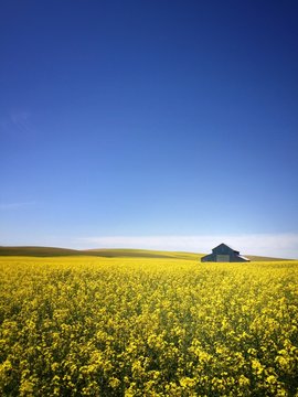 Farm barn surrounded by bright yellow flowers on a summer day