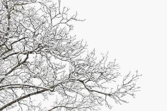 Snow covered branches of a hickory tree
