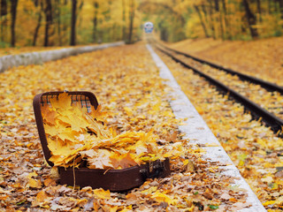Suitcase full of yellow maple leaves at the ground