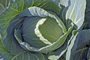 Close-up of cabbage ready to be harvested