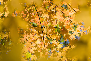 Arbol y amarillos /Yellow tree