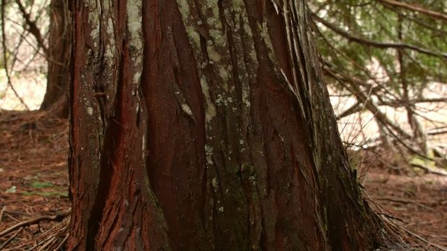 detail bark tree cedar oregon wet damp forest