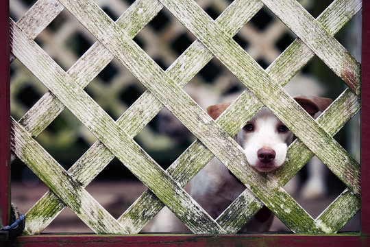 Lonely white puppy peeking longingly out through fencing