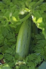 Close-up of zucchini, or summer squash, in the vegetable garden