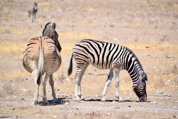Obraz na płótnie Canvas Stepenzebra Namibia