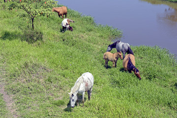 Horses grazing in the blue river meadow