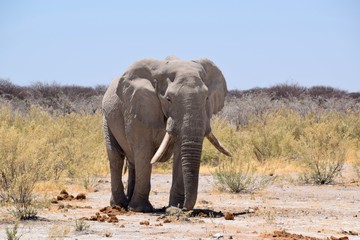 Fototapeta premium Elefantenbulle