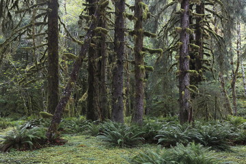 ホー・レインフォレスト