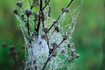 morning fog, autumn. field dry vegetation covered in cobwebs .