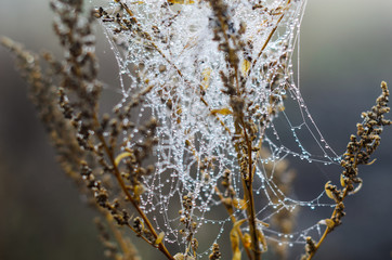 morning fog, autumn. field dry vegetation covered in cobwebs .