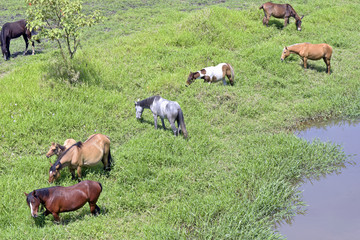 Horses grazing in the blue river meadow
