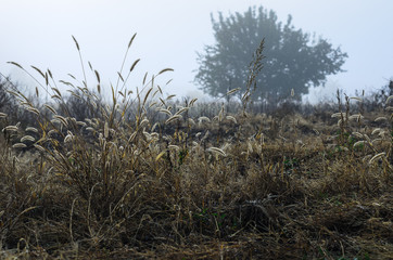 Obraz premium misty morning in autumn in the field. withered grass . kind of loneliness