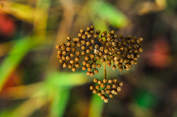 pour colorful autumn background.