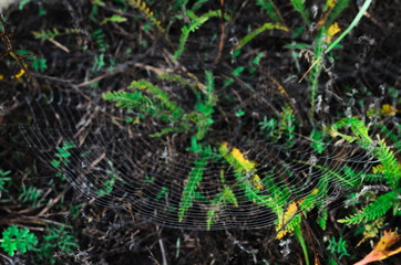 morning fog, autumn. field dry vegetation covered in cobwebs .