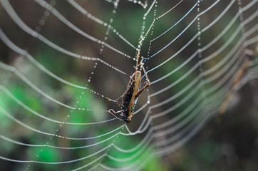 morning fog, autumn. field dry vegetation covered in cobwebs . the web hit the grasshopper.