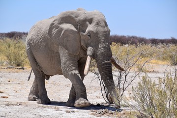 Fototapeta na wymiar Elefantenbulle in Namibia