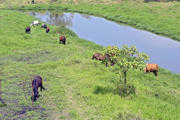 Horses grazing in the blue river meadow