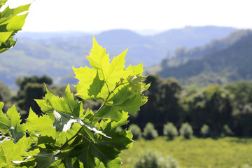 Obraz premium Vista da região uva e vinho da serra gaúcha, no Rio Grande do Sul com folhas de plátanos como moldura.