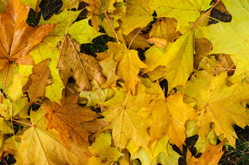 pour colorful autumn background.