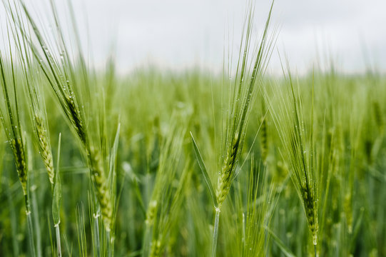 Field of Barley